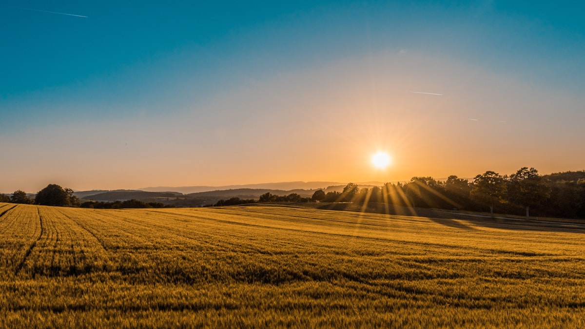 Green agricultural fields